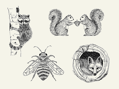 Woodland Creatures Illustrations black and white drawn by hand fox honey bee illustration notecards pen and ink pencil raccoon squirrels