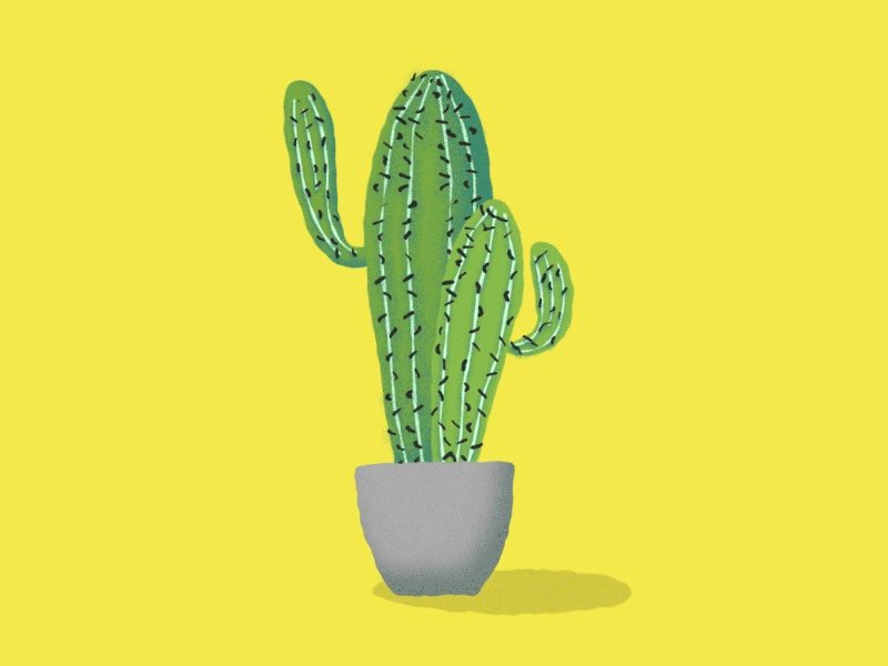 Cactus Shuffle aftereffects animation cactus colour doodle drawn gradient illustration illustrator shape texture