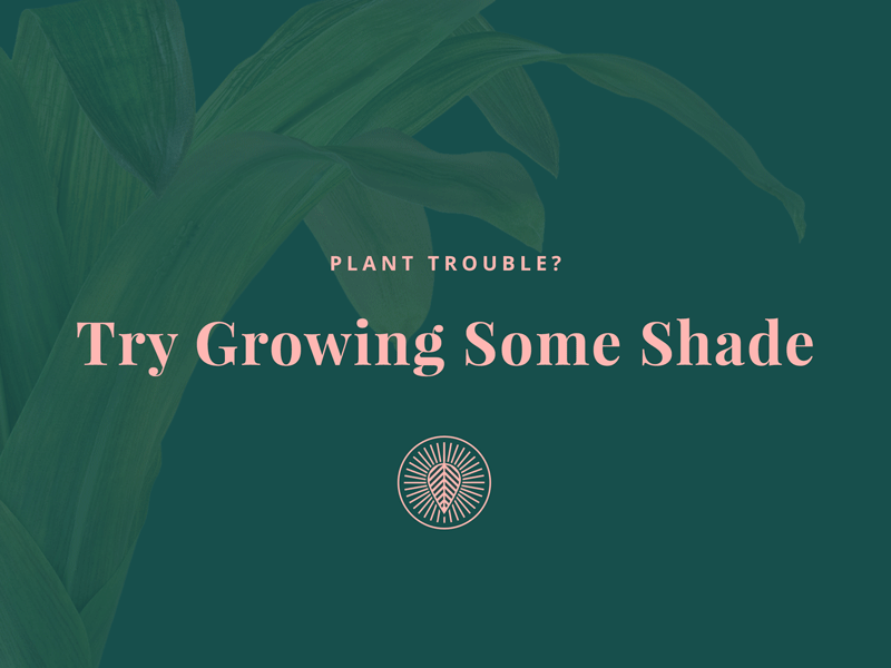 Growing Shade branding grow icon nature plant shade trouble