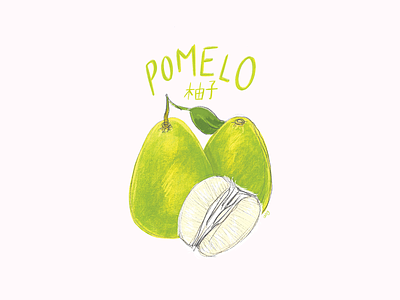 Pomelo fruit green illustration procreate taiwan tropical fruit