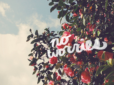 No Worries filter ink photo photography roses type typography