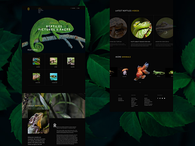 National Geographic. Design concept concept design graphic design nature ui uidesign visual