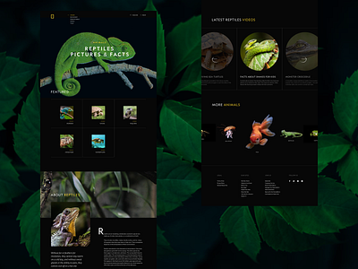 National Geographic. Design concept