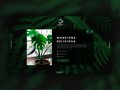 Monstera Deliciosa design minimal plant seed ui ux web