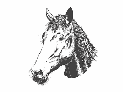 Horse's head animal horse vector