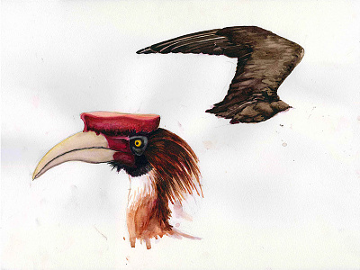 Hornbill & Jaeger Wing, Natural History Illustration Series 2017 anatomy animal birds illustration natural history natural history illustration painting scientific illustration watercolor