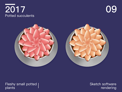 Potted succulents 02 plotting sketch software