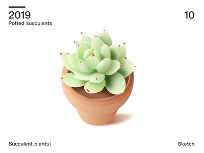 Succulent plants 01