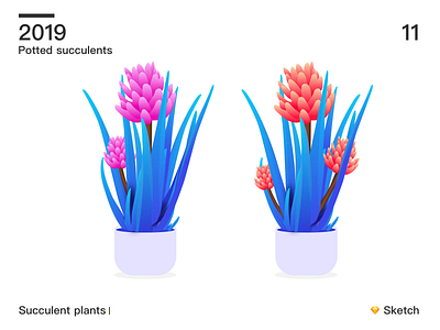 Succulent plants 02 sketch