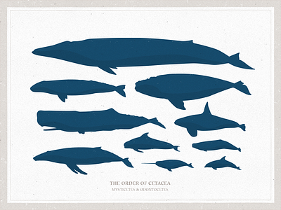 Whale Vectors