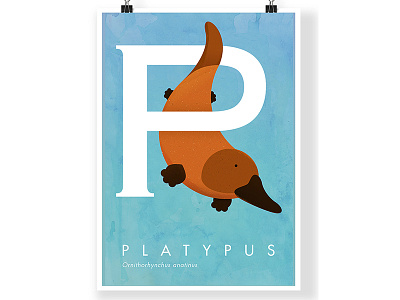 Platypus - Ornithorhynchus anatinus animals flat illustration poster vector