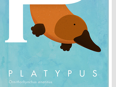 Platypus - Ornithorhynchus anatinus (closeup) animal australian illustration platypus poster straya