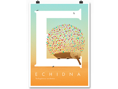 Echidna - Tachyglossus aculeatus animal echnidna illustration poster