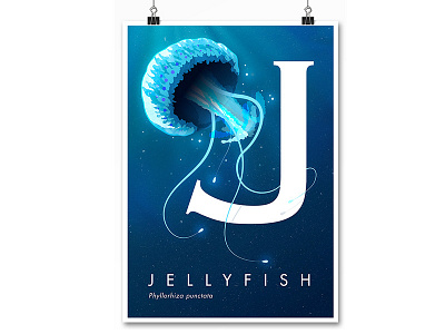Jellyfish australia fauna illustration jellyfish poster