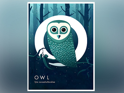 Owl - Tyto novaehollandiae animal australia fauna flat owl poster