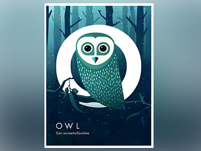 Owl - Tyto novaehollandiae