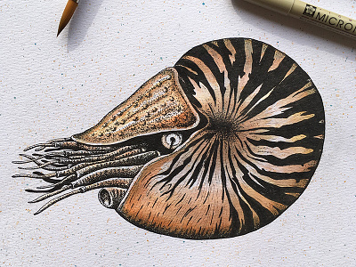 Nautilus - Pen and watercolor animals creature nautilus ocean