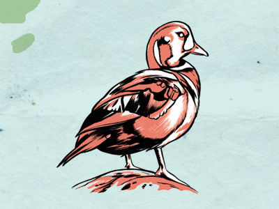 Harlequin alaska drawing duck harlequin duck illustration ink map