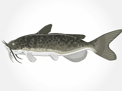 Fish 01 2d 2d art 2d illustration adobe illustrator animal design fish illustration illustrator vector