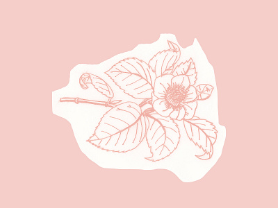 Flowers illustration