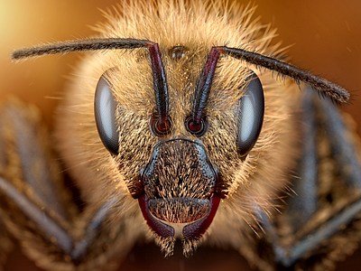 Honey Bee 3d bee cg cute design friend illustration love nature visualization ♥