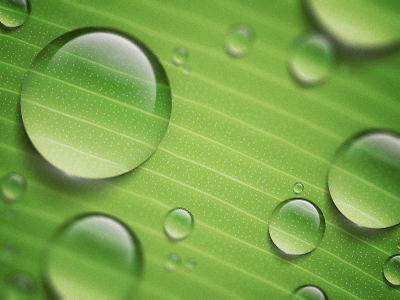 Water Drops drops green illustrator leaf nature water