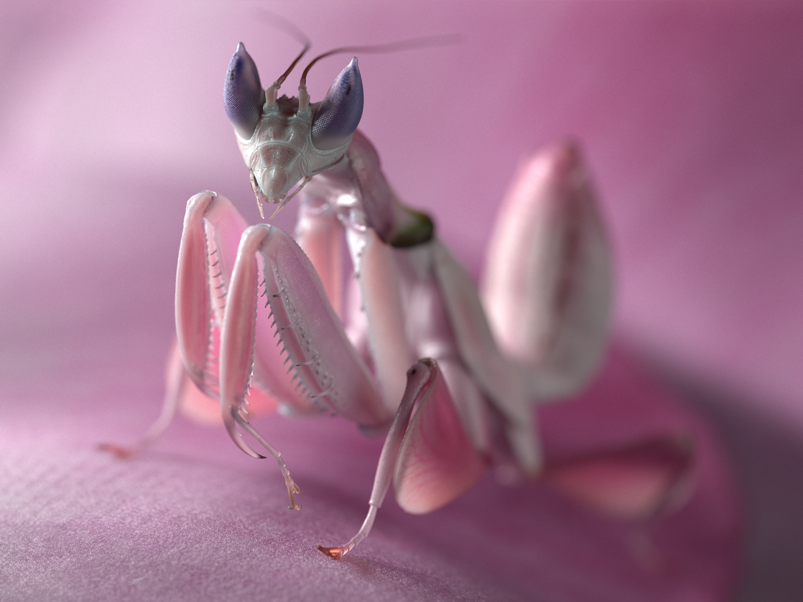 Mantis Wallpapers - Wallpaper Cave