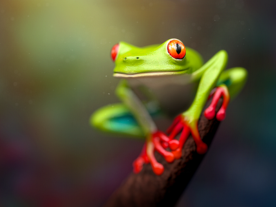 Froggie By Konstantin Datz On Dribbble