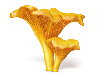 Chanterelle 3d chanterelle food littlefox mushroom orange rendering visualisation