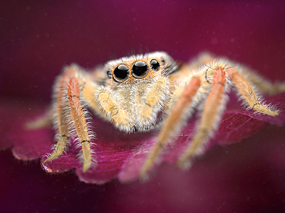 Jumping Spider Rendering 3d cg cgi colorful cute jumpingspider rendering spider