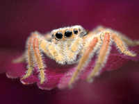 Jumping Spider Rendering