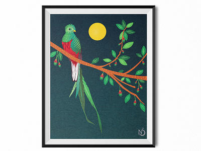 A Resplendent Quetzal on an Aguacatillo Tree bird color digital drawing drawing graphic design illustration illustrator nature art photoshop quetzal vector vectorart wildlife art