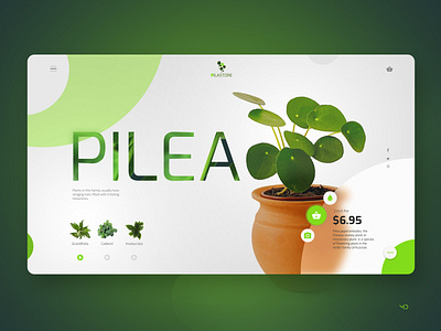 PILEA