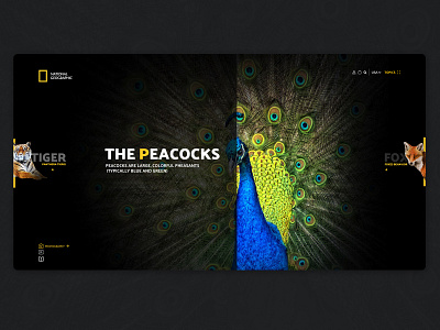 National Geographic website Concept design graphic icon illustration national geographic typography ui ux web webdesign