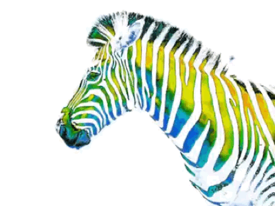 It’s not always Black & White africa animal animated color horse photography portrait wildlife zebra