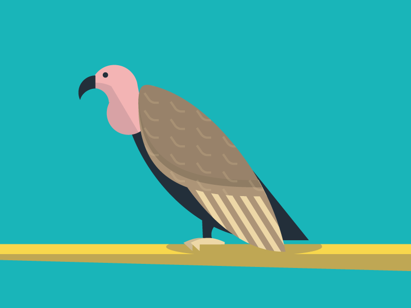 Vulture illustration vulture animals abc flat color simple pattern