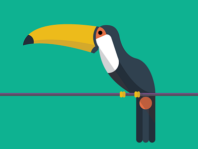 Toucan abc animals color flat illustration simple toucan