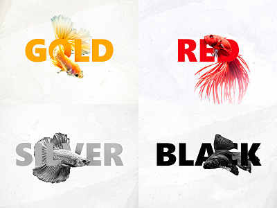 TY/fish adobe black design fish gold graphic design photoshop red silver typo typography