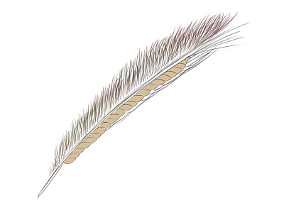 Feather Rye Concept abstract drawing feather graphictablet huion rye