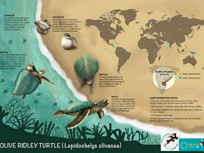 Olive Ridley Poster conservation graphicdesign illustration marine oliveridley procreate seaturtle wildlife