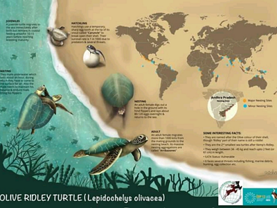 Olive Ridley Poster