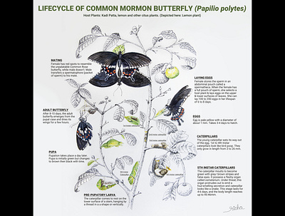 Lifecycle of Common Mormon Butterfly design education illustration insects lifecycle minimal minimalist nature wildlife