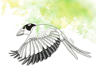 Illustration of Broadbill Bird bird conservation feathers flight illustration nature