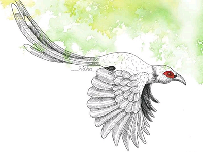 Malkoha sketch bird illustration malkoha procreate sketch