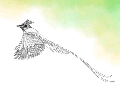 Flycatcher illustration bird flycatcher illustration nature painting penandink procreate sketch wildlife