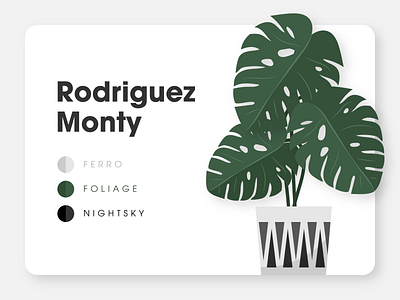 Rodriguez Monty foliage houseplant monstera plants pot