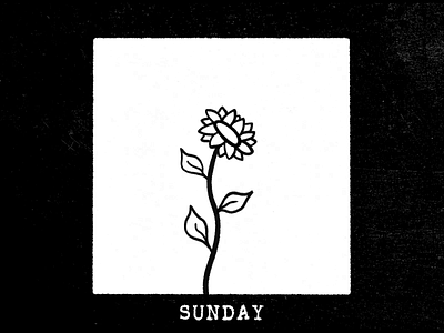 Sunflower animation black and white design flower illustration jezovic job loop mograph monday motion motion design photoshop sound sun sunday sunflower week work