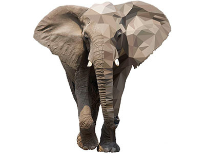 Eleph animal elephant illustrator nature