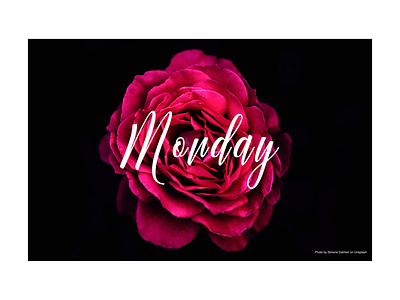 Monday Rose collage colordesign colors design image photoshop typography