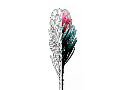 Lineart Protea botanic floral illustration lineart lines vector